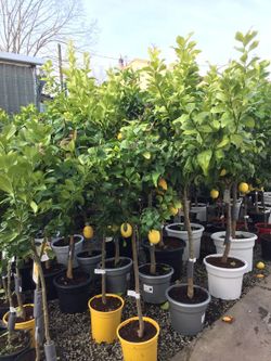 LIMONERO C-45 CON FRUTO