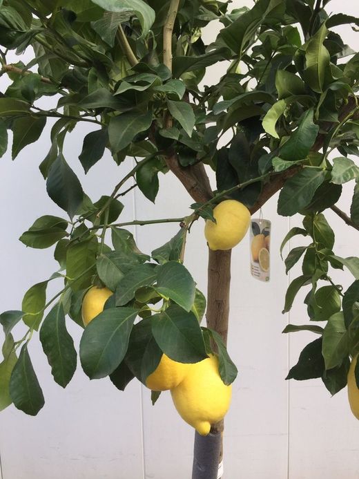 LIMONERO C-45 CON FRUTO