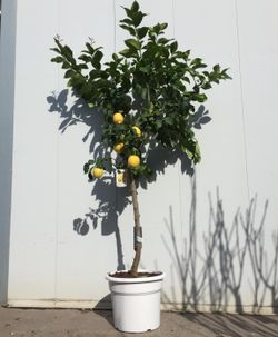 LIMONERO C-50 CON FRUTO