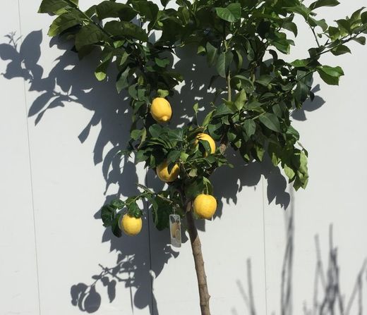 LIMONERO C-50 CON FRUTO