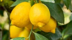 LIMONERO C-75 EJEMPLAR