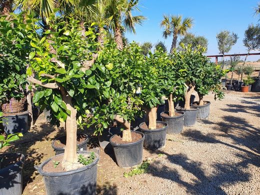 LIMONERO C-75 EJEMPLAR