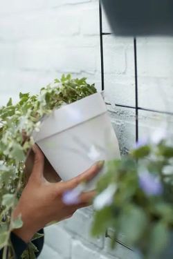 Loft Urban Green Wall Duo 28cm