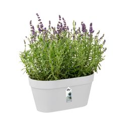 Loft Urban Green Wall Duo 28cm