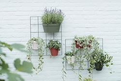 Loft Urban Green Wall Duo 28cm