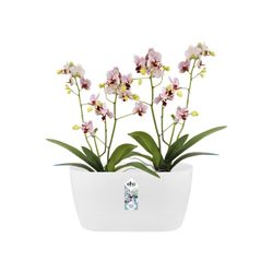 Maceta brussels duo para orquidea 25cm Elho®