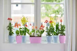 Maceta brussels duo para orquidea 25cm Elho®