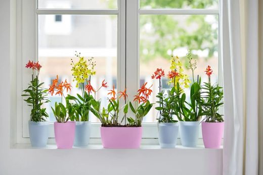 Maceta brussels duo para orquidea 25cm Elho®