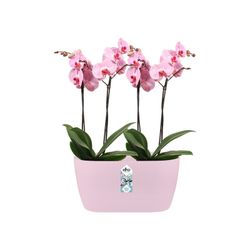 Maceta brussels duo para orquidea 25cm Elho®
