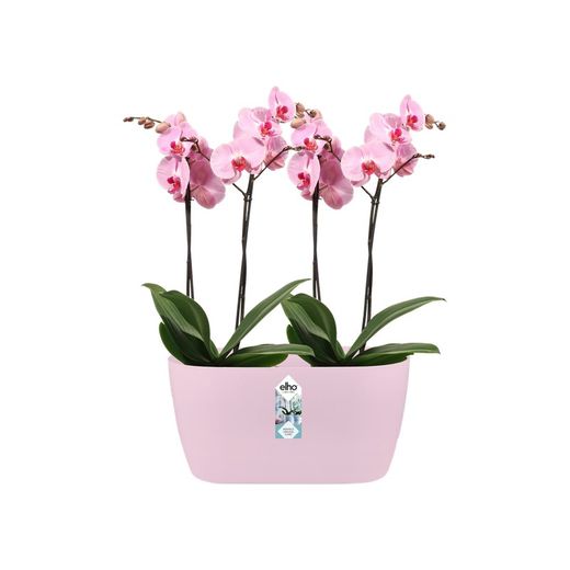 Maceta brussels duo para orquidea 25cm Elho®