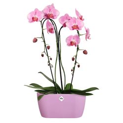 Maceta brussels duo para orquidea 25cm Elho®