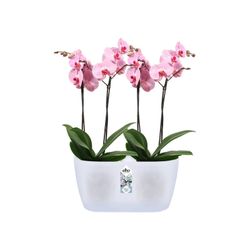 Maceta brussels duo para orquidea 25cm Elho®