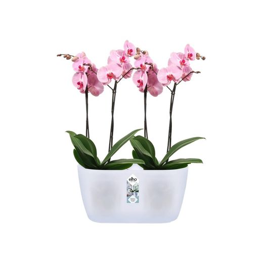 Maceta brussels duo para orquidea 25cm Elho®