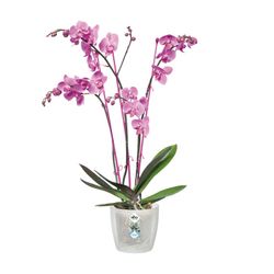 Maceta brussels para orquidea color transparente Elho®