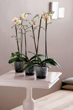 Maceta brussels para orquidea color transparente Elho®
