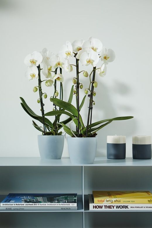 Maceta brussels para orquidea color transparente Elho®