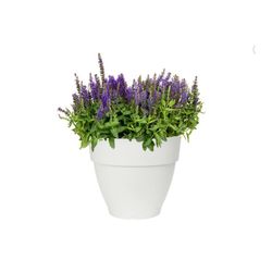 Maceta vibia campana redonda 25cm color blanco Elho®