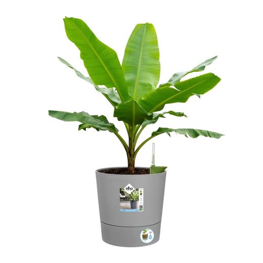 Maceta Greensense aqua care Elho®