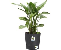 Maceta Greensense aqua care Elho®
