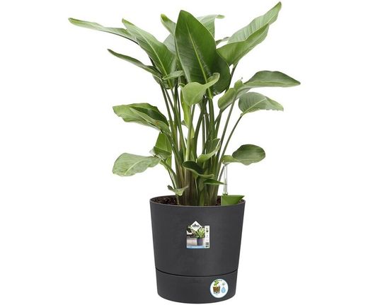 Maceta Greensense aqua care Elho®