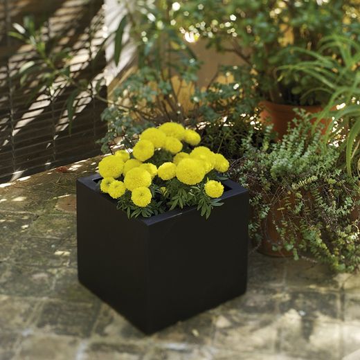 Macetero cuadrado narciso 40cm color antracita New Garden