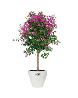 Maceta Vibia campan round 55cm color blanco Elho®