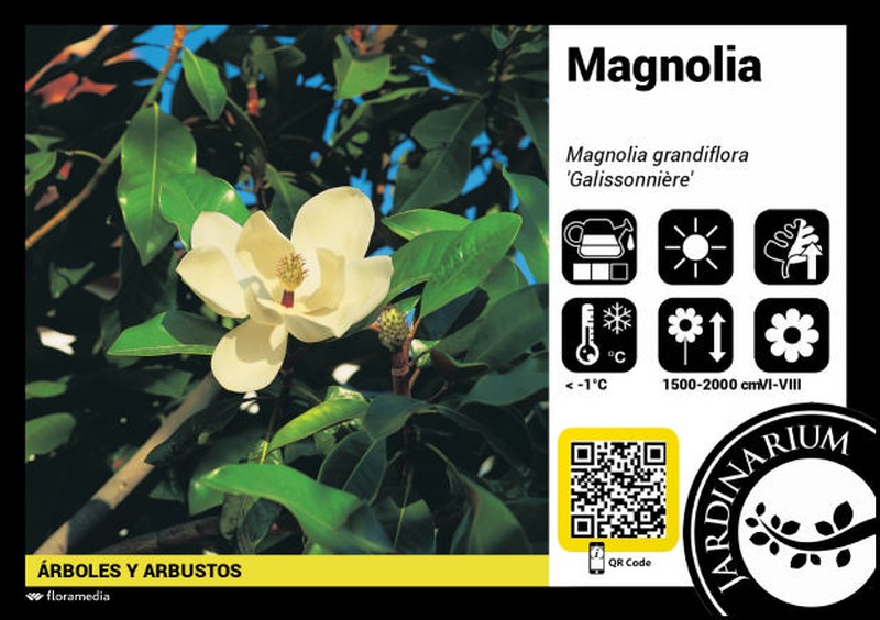 Magnolia Grandiflora Ital C-500 350/400 Altura — GUAL | Garden Online