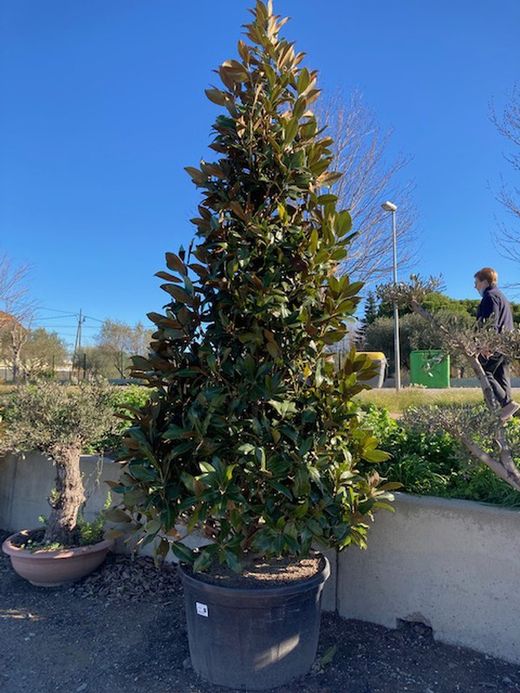 MAGNOLIA GRANDIFLORA ITAL C-500 350/400 Altura