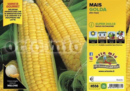 Maiz Dulce Palomitas Golda 12 Plantas En Pack