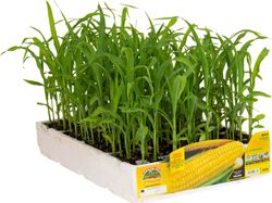 Maiz Dulce Palomitas Golda 12 Plantas En Pack
