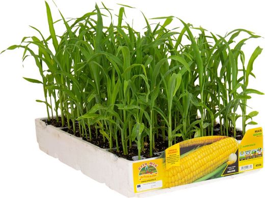 Maiz Dulce Palomitas Golda 12 Plantas En Pack