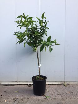 MANDARINO C-25 EXTRAS 10 LT