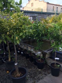 MANDARINO C-25 EXTRAS 10 LT