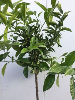 MANDARINO C-25 EXTRAS 10 LT