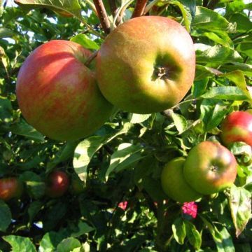 MANZANO BELLE DE BOSKOOP Malus domestica 4/6 C-19