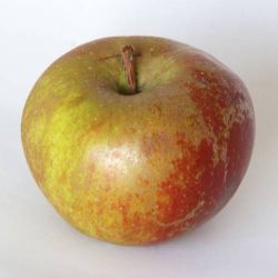 MANZANO BELLE DE BOSKOOP Malus domestica 4/6 C-19