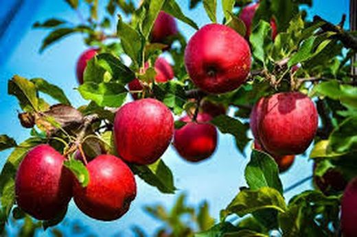 MANZANO BELLEZA DE ROMA Malus domestica 6/8 C-25