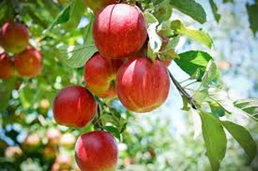 MANZANO FUJI Malus domestica 4/6 C-19