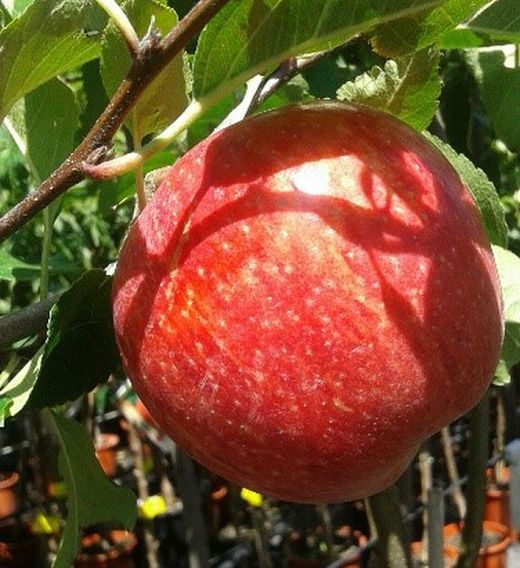MANZANO FUJI Malus domestica 6/8 C-25