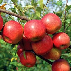 MANZANO FUJI Malus domestica 6/8 C-25