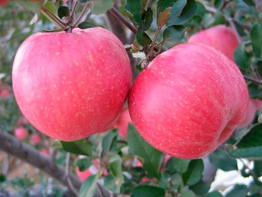 Manzano Gala C-24 ITALIA