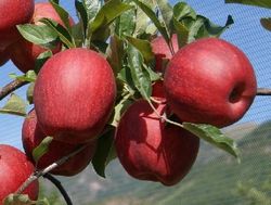 MANZANO GALAXI Malus domestica 6/8 C-25