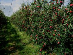 MANZANO GALAXI Malus domestica 6/8 C-25