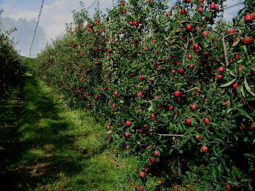 MANZANO GALAXI Malus domestica 6/8 C-25