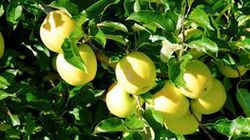 MANZANO GOLDEN DELICIOUS Malus domestica 4/6 C-19