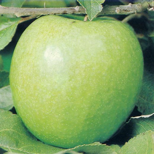 MANZANO GRANNY SMITH Malus domestica 6/8 C-25