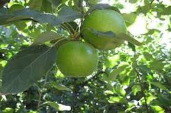 MANZANO GRANNY SMITH Malus domestica 6/8 C-25