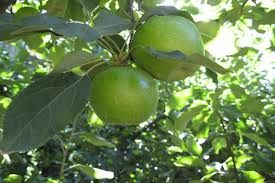 MANZANO GRANNY SMITH Malus domestica 6/8 C-25