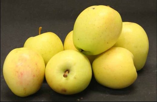 Manzano Limoncella C-24 ITALIA