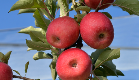 MANZANO PINK Malus domestica 4/6 C-19